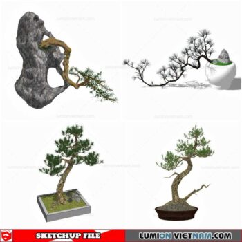 Bonsai Tree - Sketchup Models By Cuong Covua