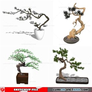 Bonsai Tree - Sketchup Models By Cuong Covua