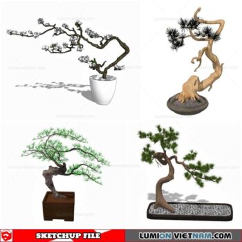 Bonsai Tree - Sketchup Models By Cuong Covua