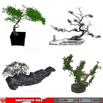 Bonsai Tree - Sketchup Models By Cuong Covua