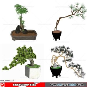 Bonsai Tree - Sketchup Models By Cuong Covua
