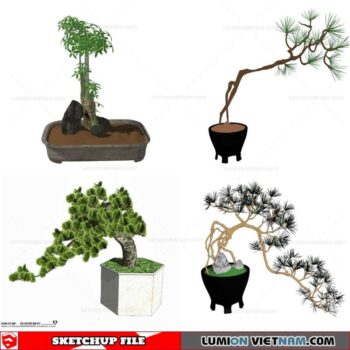 Bonsai Tree - Sketchup Models By Cuong Covua