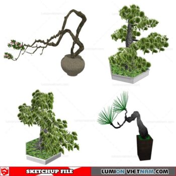 Bonsai Tree - Sketchup Models By Cuong Covua