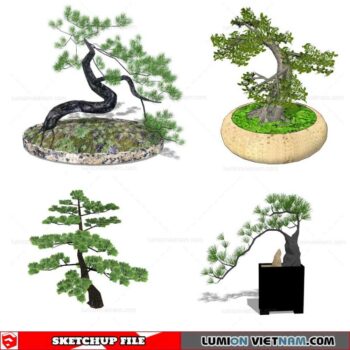 Bonsai Tree - Sketchup Models By Cuong Covua