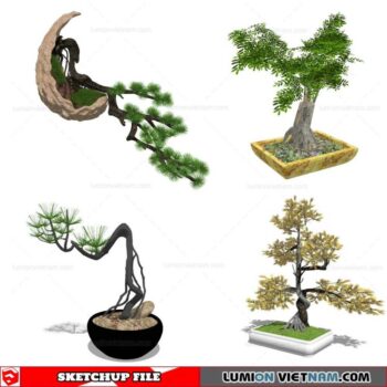 Bonsai Tree - Sketchup Models By Cuong Covua