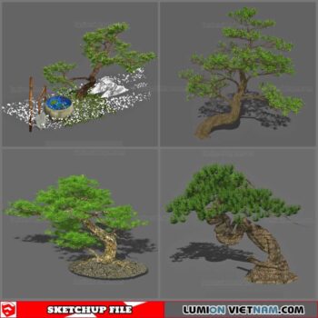 Bonsai Tree - Sketchup Models