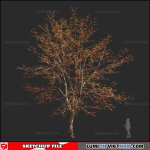 Bombax Ceiba Cây Gạo - Sketchup Models