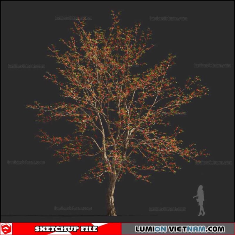 Bombax Ceiba Cây Gạo - Sketchup Models