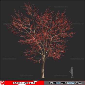 Bombax Ceiba Cây Gạo - Sketchup Models