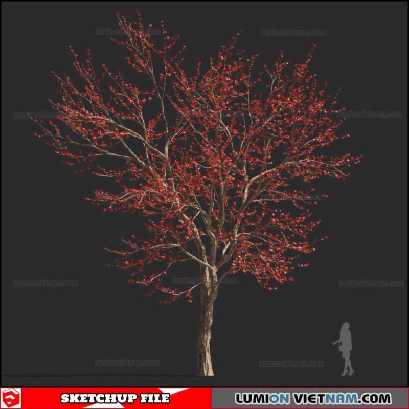 Bombax Ceiba Cây Gạo - Sketchup Models