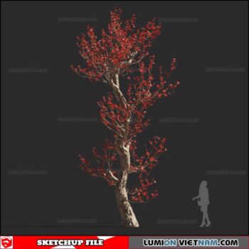 Bombax Ceiba Cây Gạo - Sketchup Models