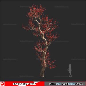 Bombax Ceiba Cây Gạo - Sketchup Models