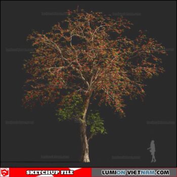 Bombax Ceiba Cây Gạo - Sketchup Models
