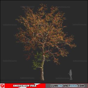 Bombax Ceiba Cây Gạo - Sketchup Models