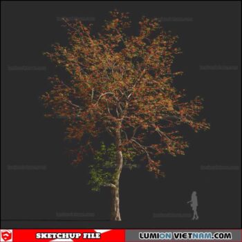 Bombax Ceiba Cây Gạo - Sketchup Models