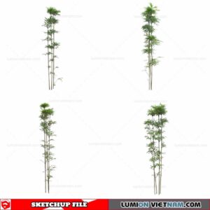 Bamboo - Sketchup Models By Cuong Covua