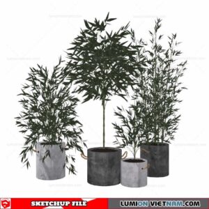 Bamboo - Sketchup Models By Cuong Covua
