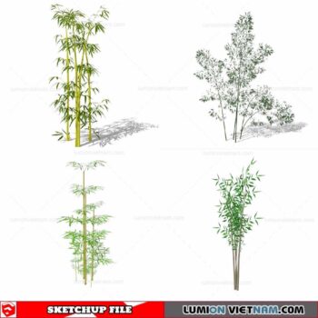 Bamboo - Sketchup Models By Cuong Covua