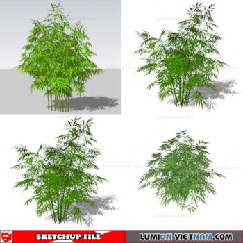 Bamboo - Sketchup Models By Cuong Covua