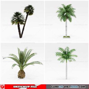 Palm Tree - Sketchup Models By Cuong Covua