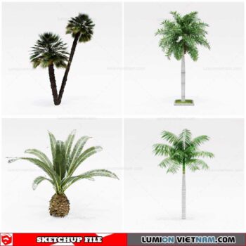 Palm Tree - Sketchup Models By Cuong Covua