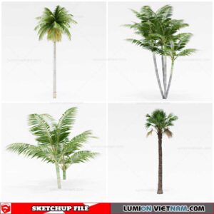 Palm Tree - Sketchup Models By Cuong Covua