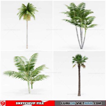 Palm Tree - Sketchup Models By Cuong Covua