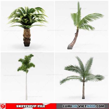Palm Tree - Sketchup Models By Cuong Covua