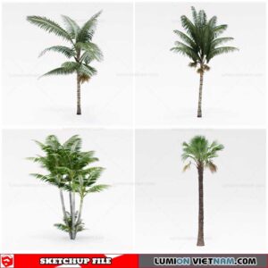 Palm Tree - Sketchup Models By Cuong Covua