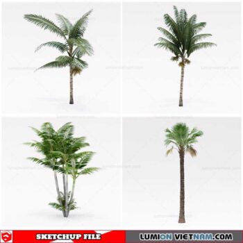 Palm Tree - Sketchup Models By Cuong Covua