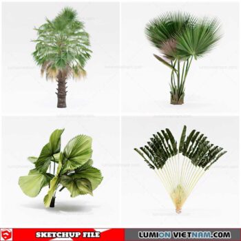Palm Tree - Sketchup Models By Cuong Covua