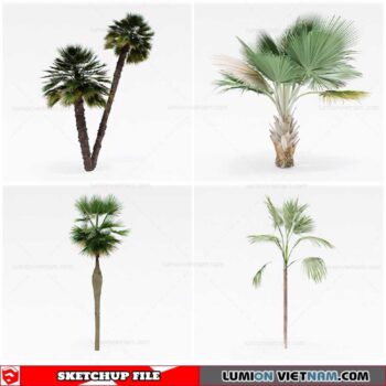 Palm Tree - Sketchup Models By Cuong Covua