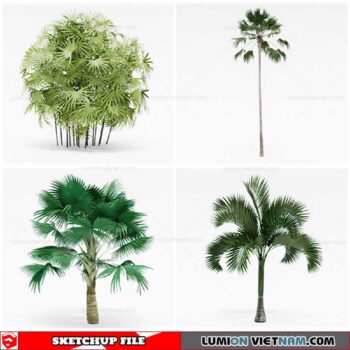 Palm Tree - Sketchup Models By Cuong Covua
