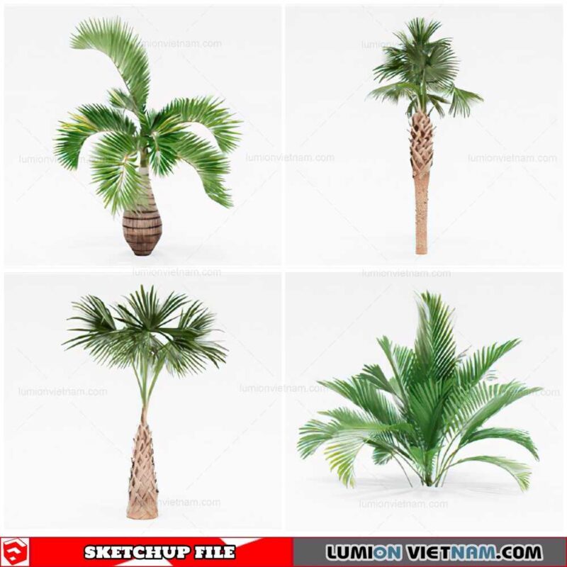 Palm Tree - Sketchup Models By Cuong Covua