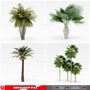 Palm Tree - Sketchup Models By Cuong Covua