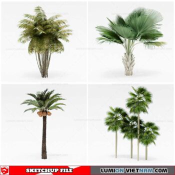 Palm Tree - Sketchup Models By Cuong Covua