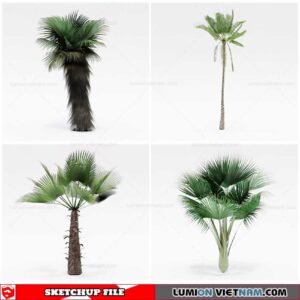 Palm Tree - Sketchup Models By Cuong Covua