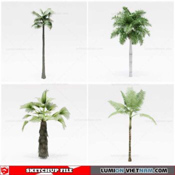 Palm Tree - Sketchup Models By Cuong Covua
