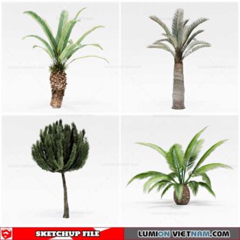 Palm Tree - Sketchup Models By Cuong Covua