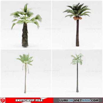 Palm Tree - Sketchup Models By Cuong Covua