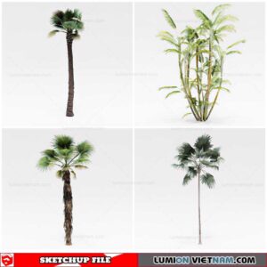 Palm Tree - Sketchup Models By Cuong Covua