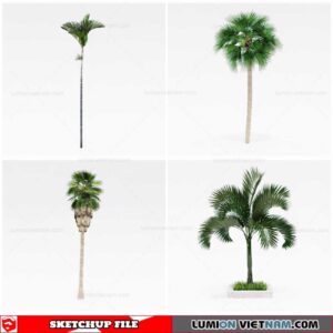 Palm Tree - Sketchup Models By Cuong Covua
