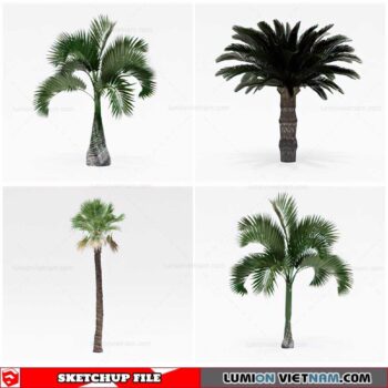 Palm Tree - Sketchup Models By Cuong Covua