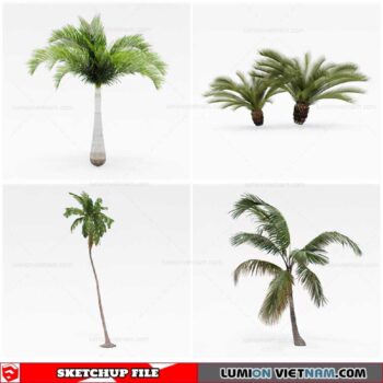 Palm Tree - Sketchup Models By Cuong Covua