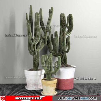 230227. Cactus Sketchup Models
