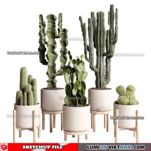 230227. Cactus Sketchup Models