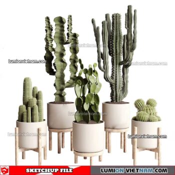 230227. Cactus Sketchup Models