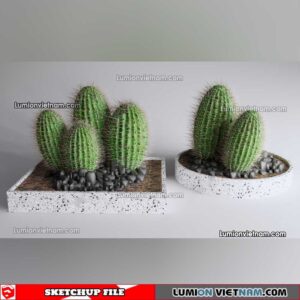 230227. Cactus Sketchup Models
