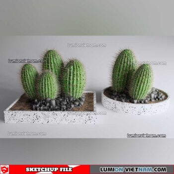230227. Cactus Sketchup Models