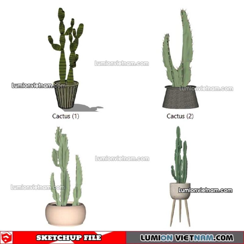 230227. Cactus Sketchup Models